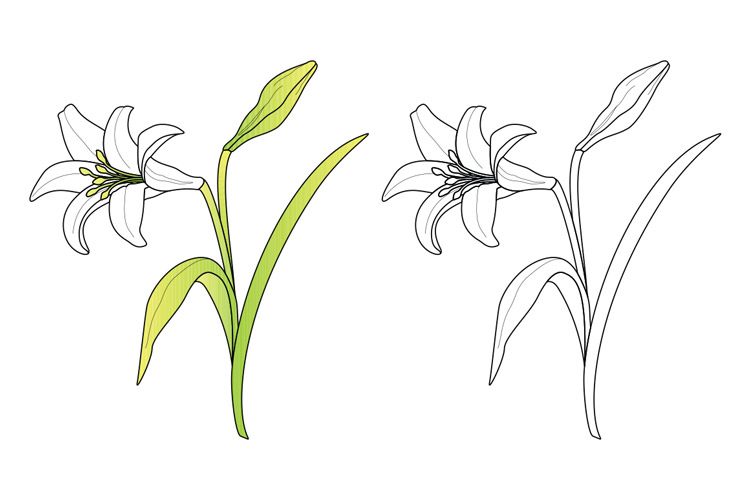 750x500 Vector Easter Lily Design Panoply