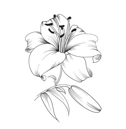 Lily Vector at Vectorified.com | Collection of Lily Vector free for ...