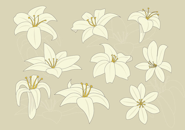 632x443 Free Easter Lily Vector Free Vector Download Cannypic