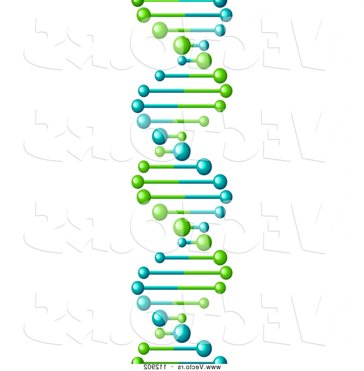 1228x1252 Vector Of D Lime Green And Blue Dna Double Helix Cloning Strand