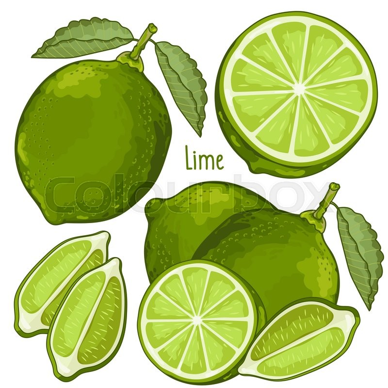 Lime Isolated, Lime Vector Stock Vector Colourbox 800x800 Lime Isolated, Lime Vector Stock Vector Colourbox