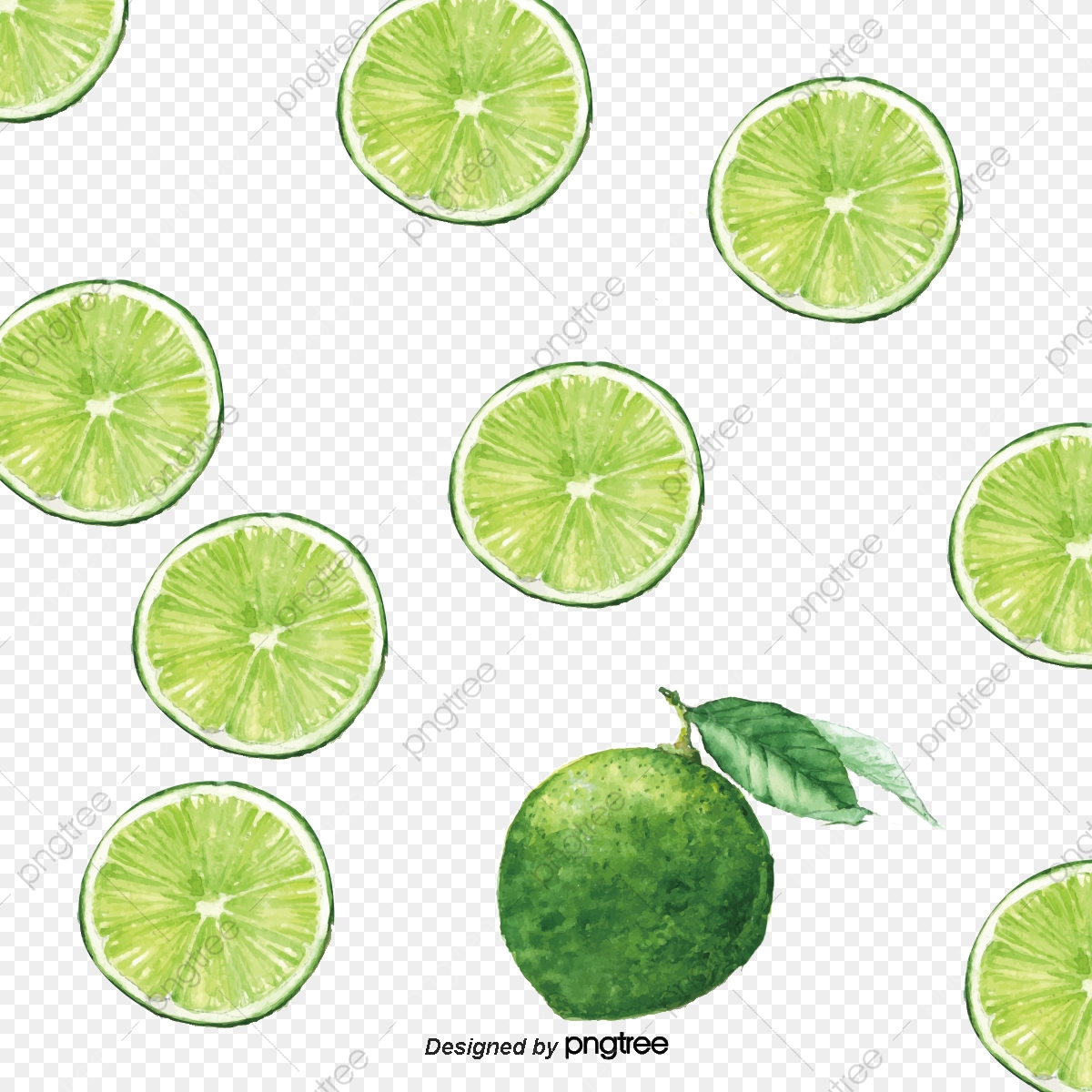 Lime Vector, Realistic Delicious Lime, Hand Painted, Vector Png 1200x1200 Lime Vector, Realistic Delicious Lime, Hand Painted, Vector Png