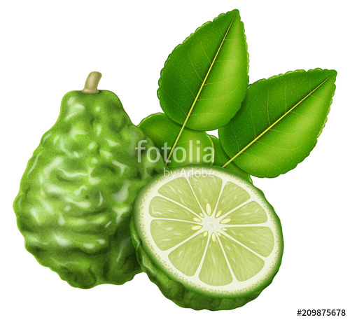 Kaffir Lime Or Makrut Lime Vector Illustration Stock Image 500x457 Kaffir Lime Or Makrut Lime Vector Illustration Stock Image