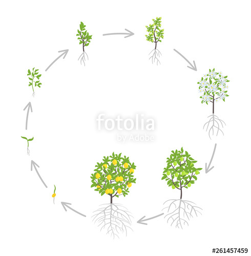 490x500 Lemon Tree Growth Stages Vector Illustration Ripening Period