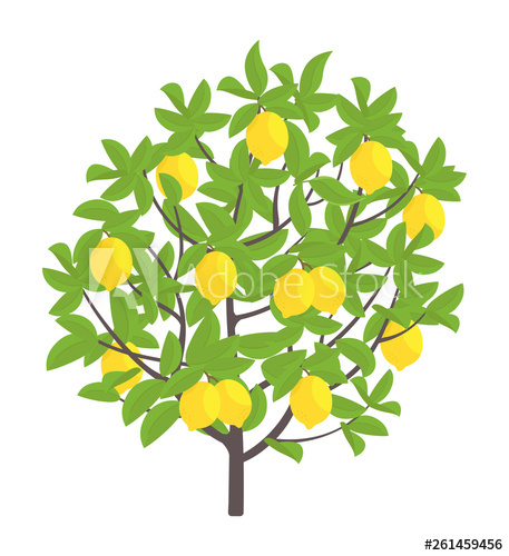 457x500 Lemon Tree Vector Illustration Fruit Tree Plant Flat Vector