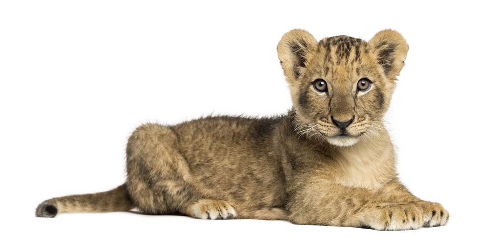 1000x493 Download Free Png Lion Cub Images, Stock Photos Vectors