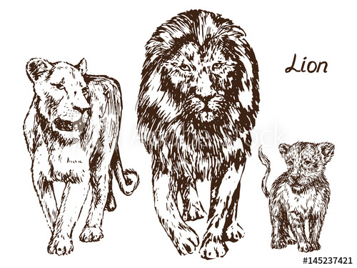 500x375 Lion, Lioness And Lion Cub, Family, Hand Drawn Doodle, Sketch