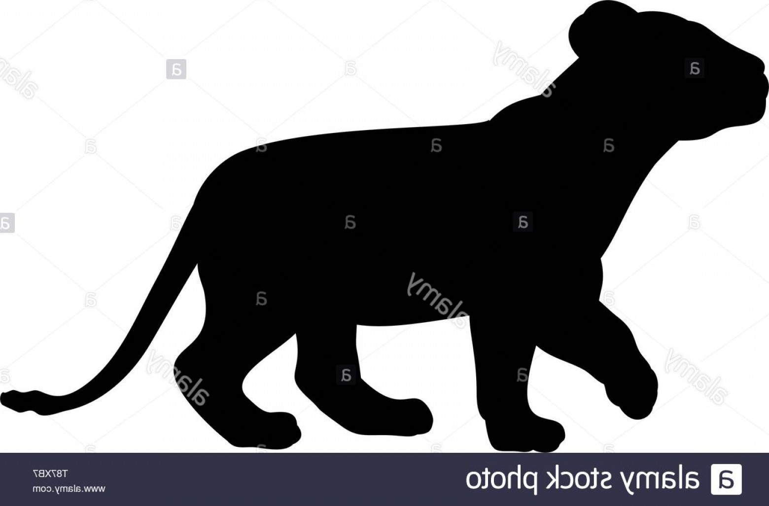 1560x1027 Lion Cub Predator Black Silhouette Animal Image Handandbeak