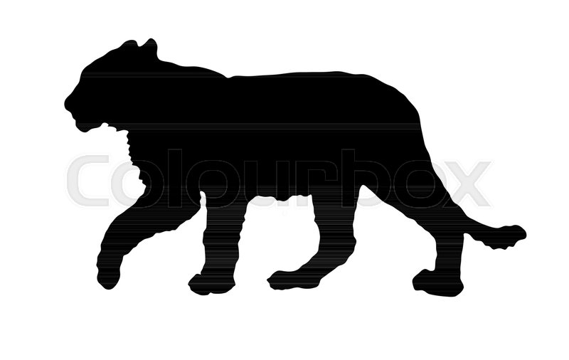 800x506 Silhouette Of Walking Lion Cub Stock Vector Colourbox