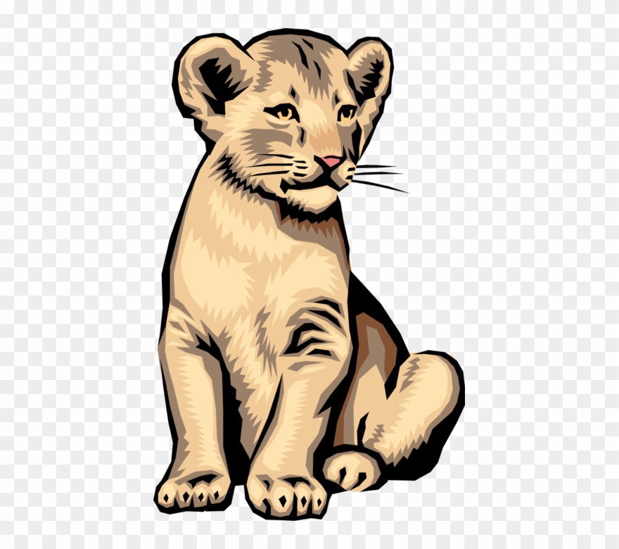 880x780 Vector Illustration Of Big Cat African Lion Cub