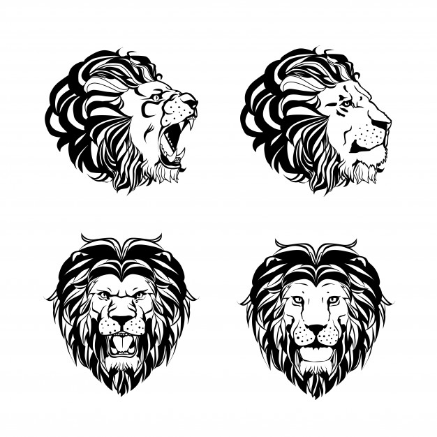 Lion Vectors, Photos And Free Download 626x626 Lion Vectors, Photos And Free Download