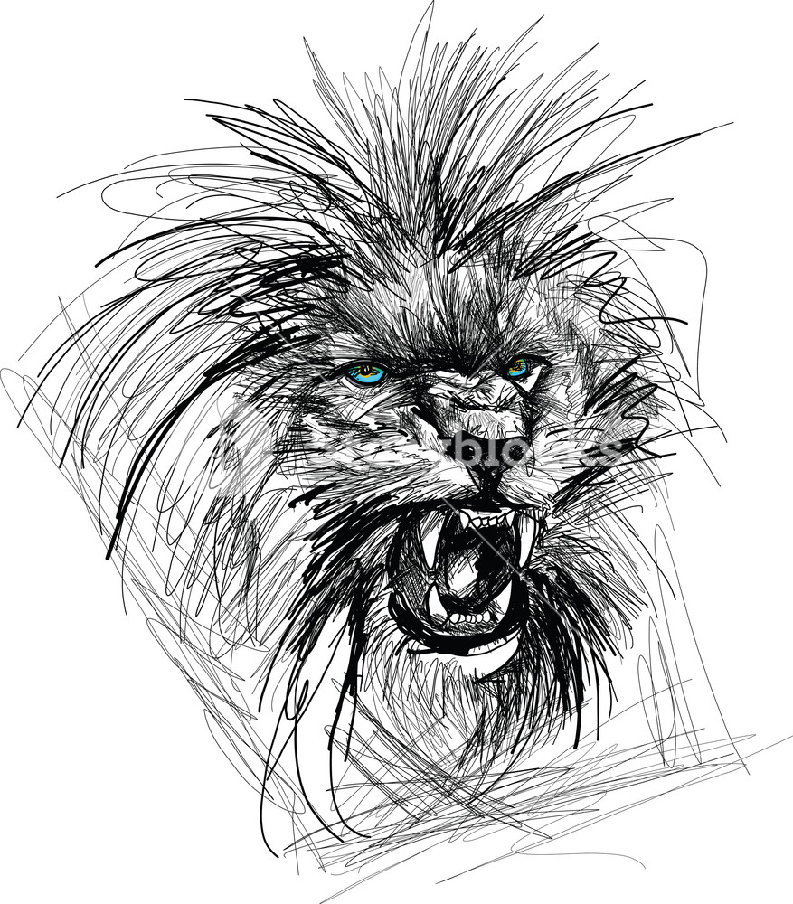 Sketch Of Lion Head Vector Illustration Royalty Free Stock Image 877x1000 Sketch Of Lion Head Vector Illustration Royalty Free Stock Image