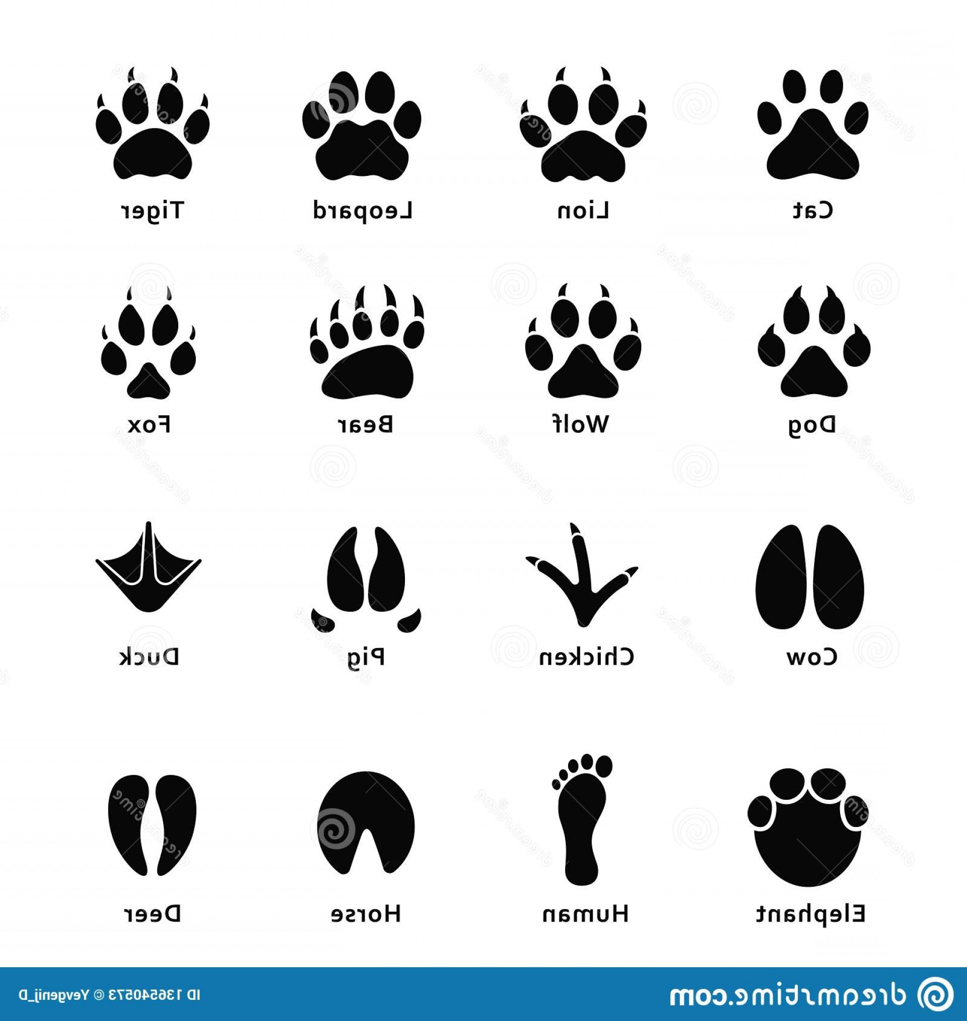 Отпечатки лап разных животных