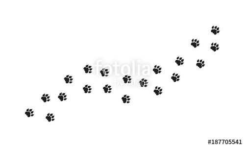 500x300 Tiger Walking Foot Print Designs, Lion Foot Print Pattern Stock