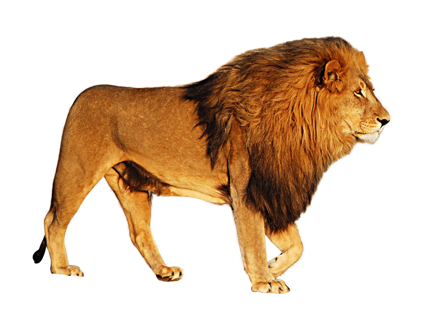 850x641 Lion Png Vector Clipart Png Image Free Download