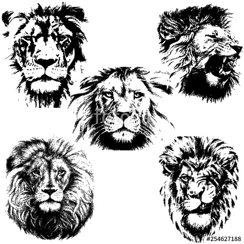 500x500 Lion Silhouette Collection Vector Illustration Stock Image