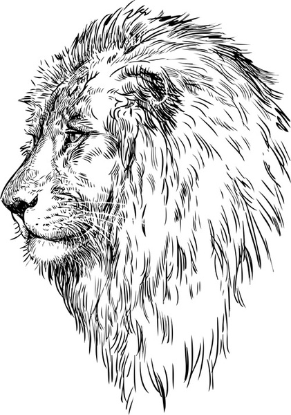 421x600 Hand Drawing Lion Vector Free Vector In Adobe Illustrator