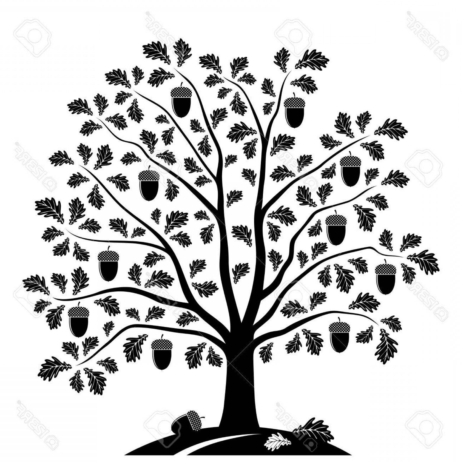 Live Oak Tree Vector Graphic Soidergi 1560x1560 Live Oak Tree Vector Graphic Soidergi
