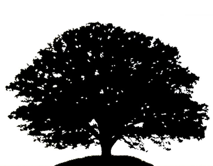 Oak Tree Silhouette Png 736x573 Oak Tree Silhouette Png