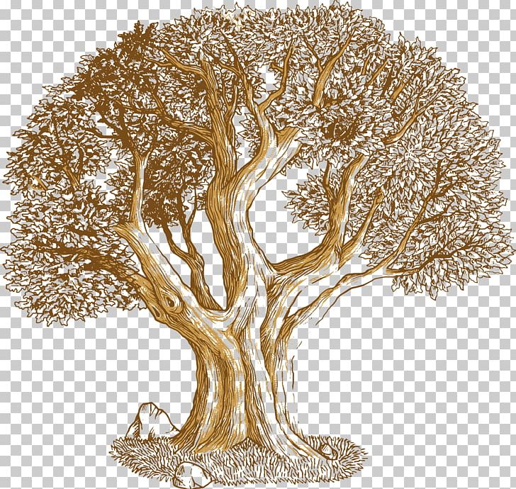 Euclidean Tree Southern Live Oak Png, Clipart, Branch 728x690 Euclidean Tree Southern Live Oak Png, Clipart, Branch