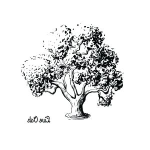 Evergreen Tree Drawing Vector Vector Sketch Illustration Of Live 300x300 Evergreen Tree Drawing Vector Vector Sketch Illustration Of Live