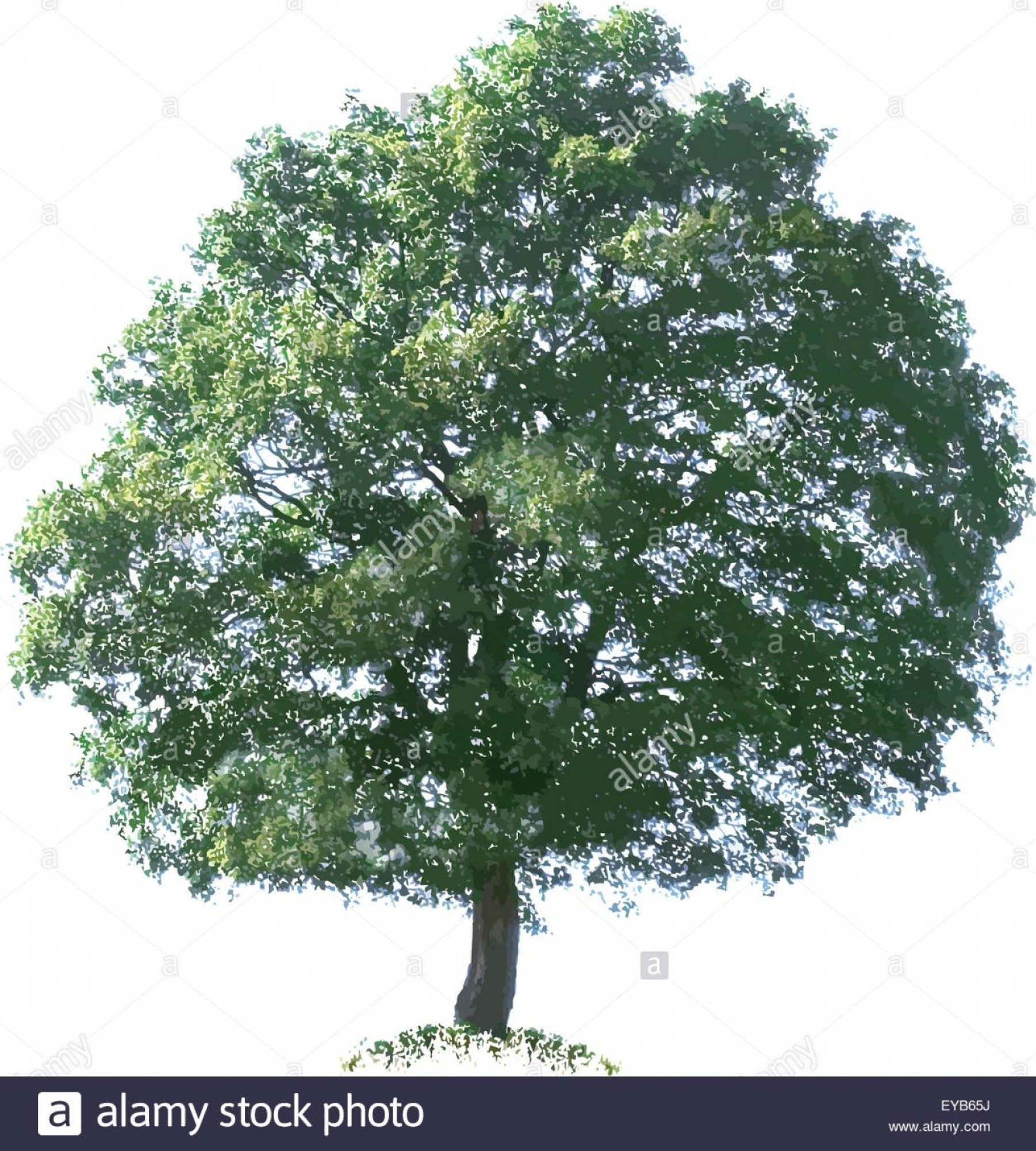 Stock Photo Oak Tree Vector Illustration Cutout Handandbeak 1802x2001 Stock Photo Oak Tree Vector Illustration Cutout Handandbeak