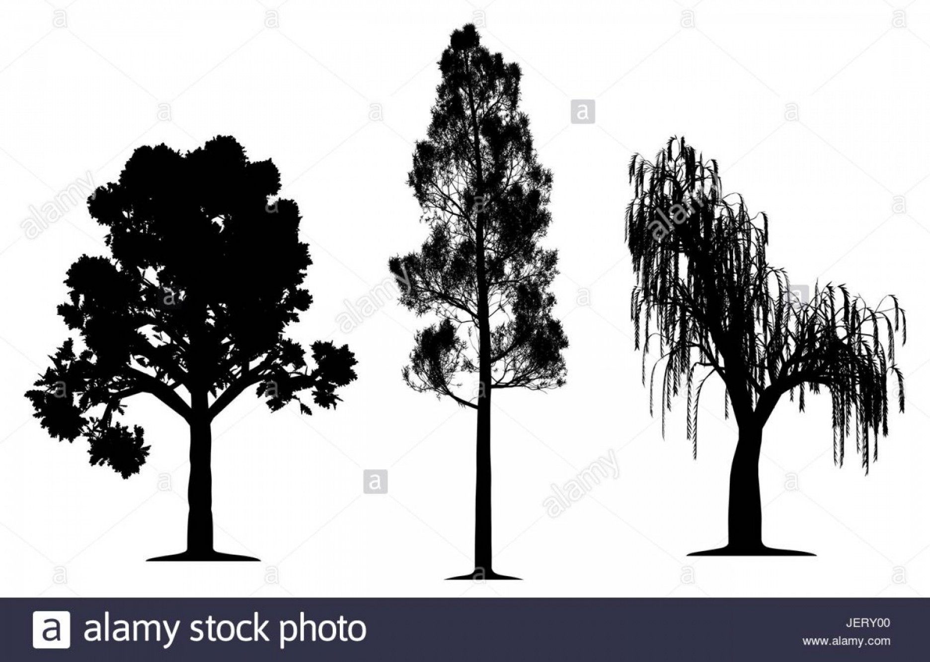 1872x1332 Stock Photo Tree Trees Pine Oak Silhouette Weeping Willow Vector