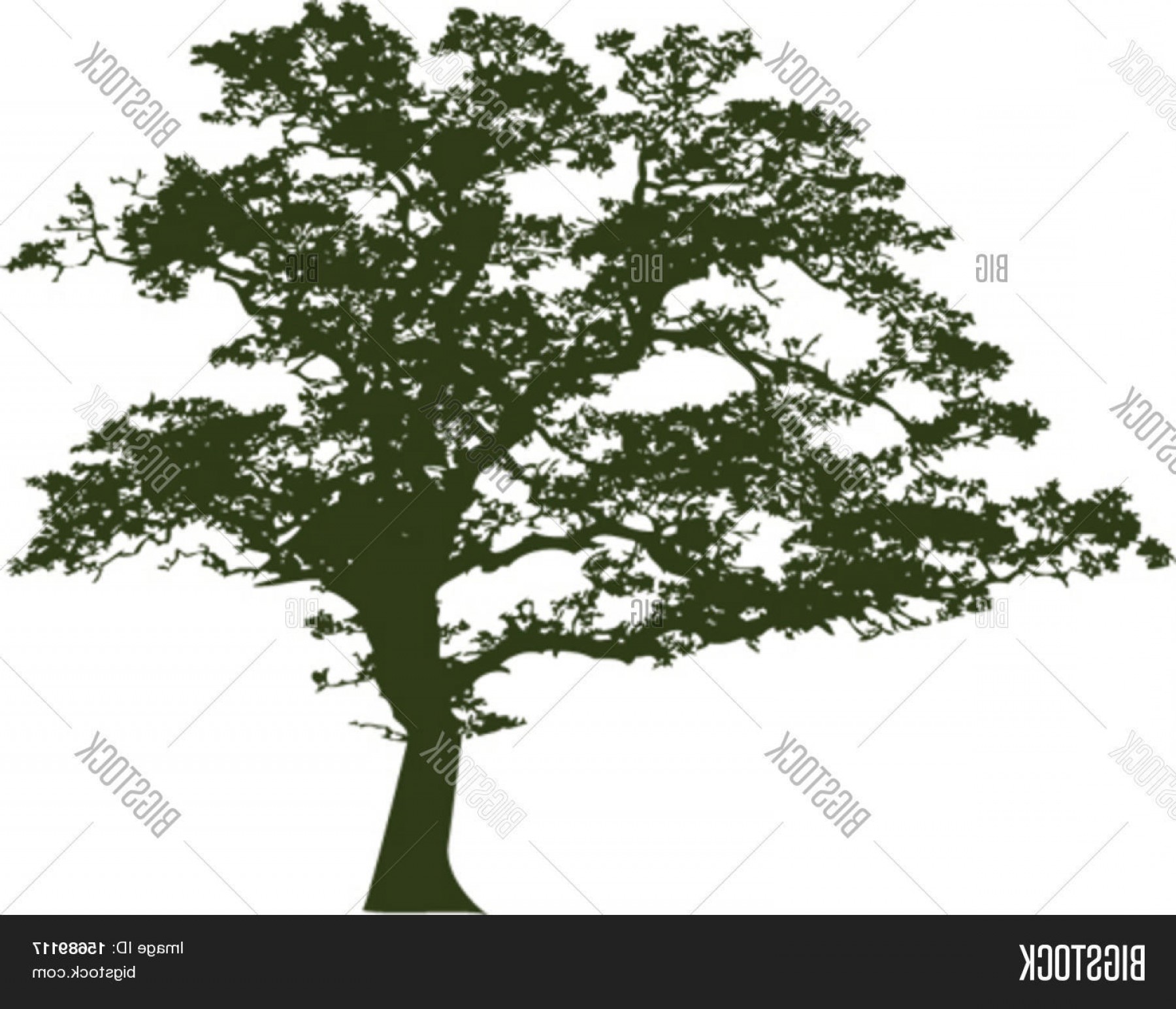 Stock Vector Vector Of An Oak Tree Silhouette Soidergi 1800x1544 Stock Vector Vector Of An Oak Tree Silhouette Soidergi