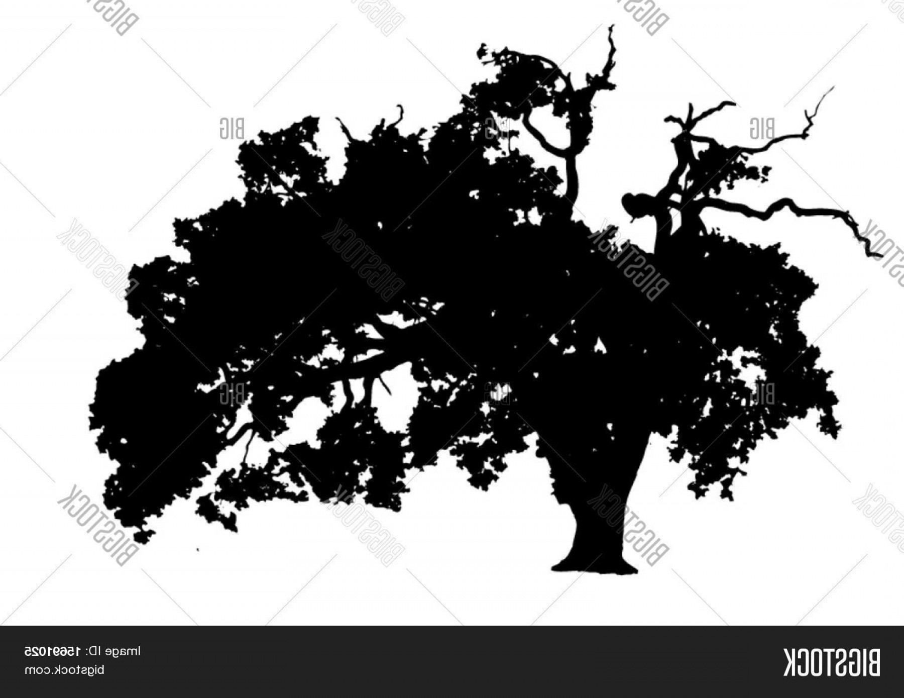 Stock Vector Vector Silhouette Oak Tree Handandbeak 1800x1389 Stock Vector Vector Silhouette Oak Tree Handandbeak