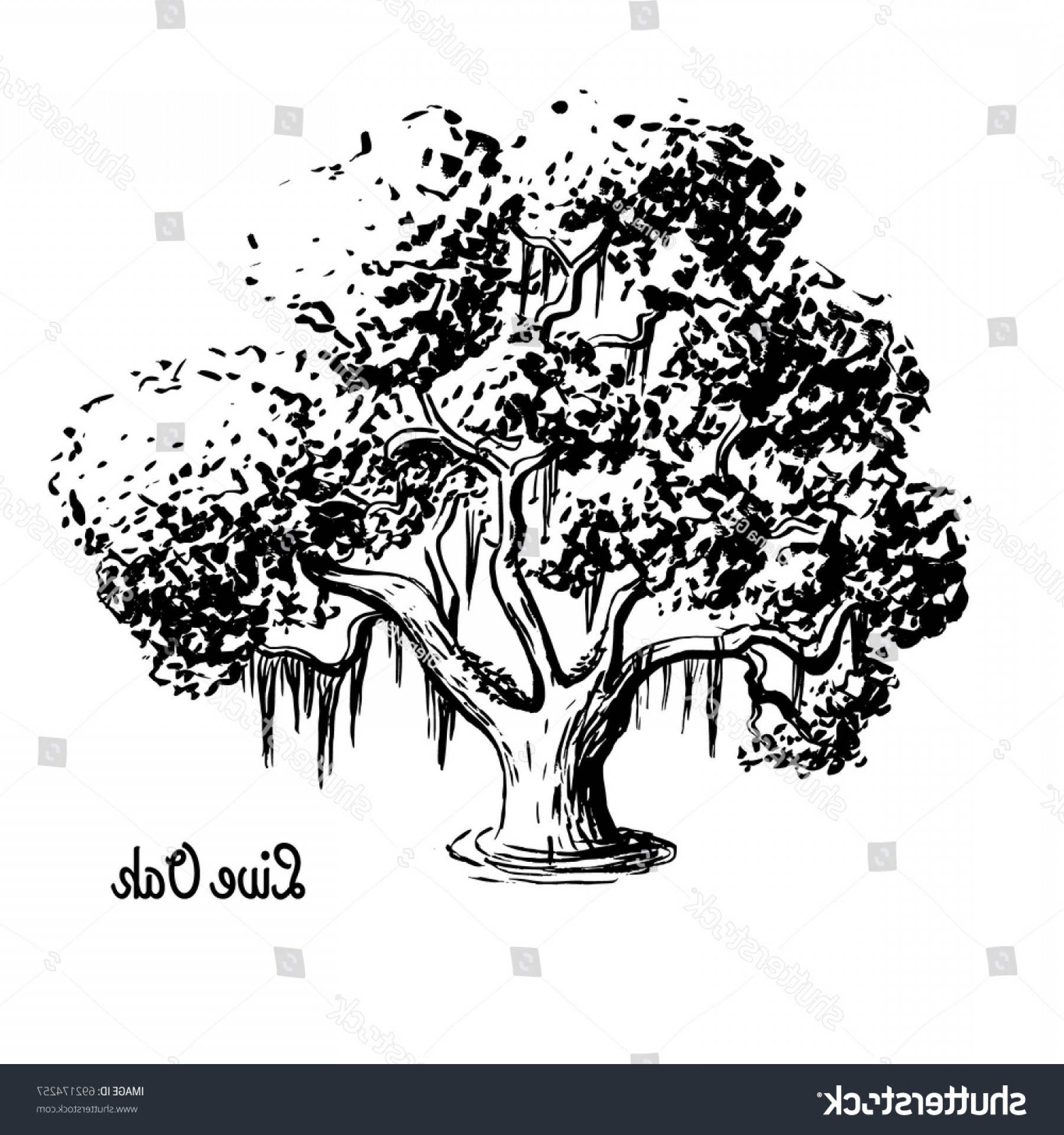 1800x1920 Vector Sketch Illustration Blooming Live Oak Handandbeak
