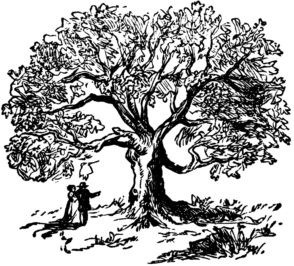 Free Clipart Line Drawing Live Oak Tree Free Cliparts 1024x926 Free Clipart Line Drawing Live Oak Tree Free Cliparts
