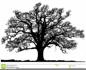 Free Live Oak Clipart Free Images 300x246 Free Live Oak Clipart Free Images