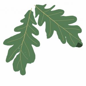 Live Oak Vector at Vectorified.com | Collection of Live Oak Vector free ...