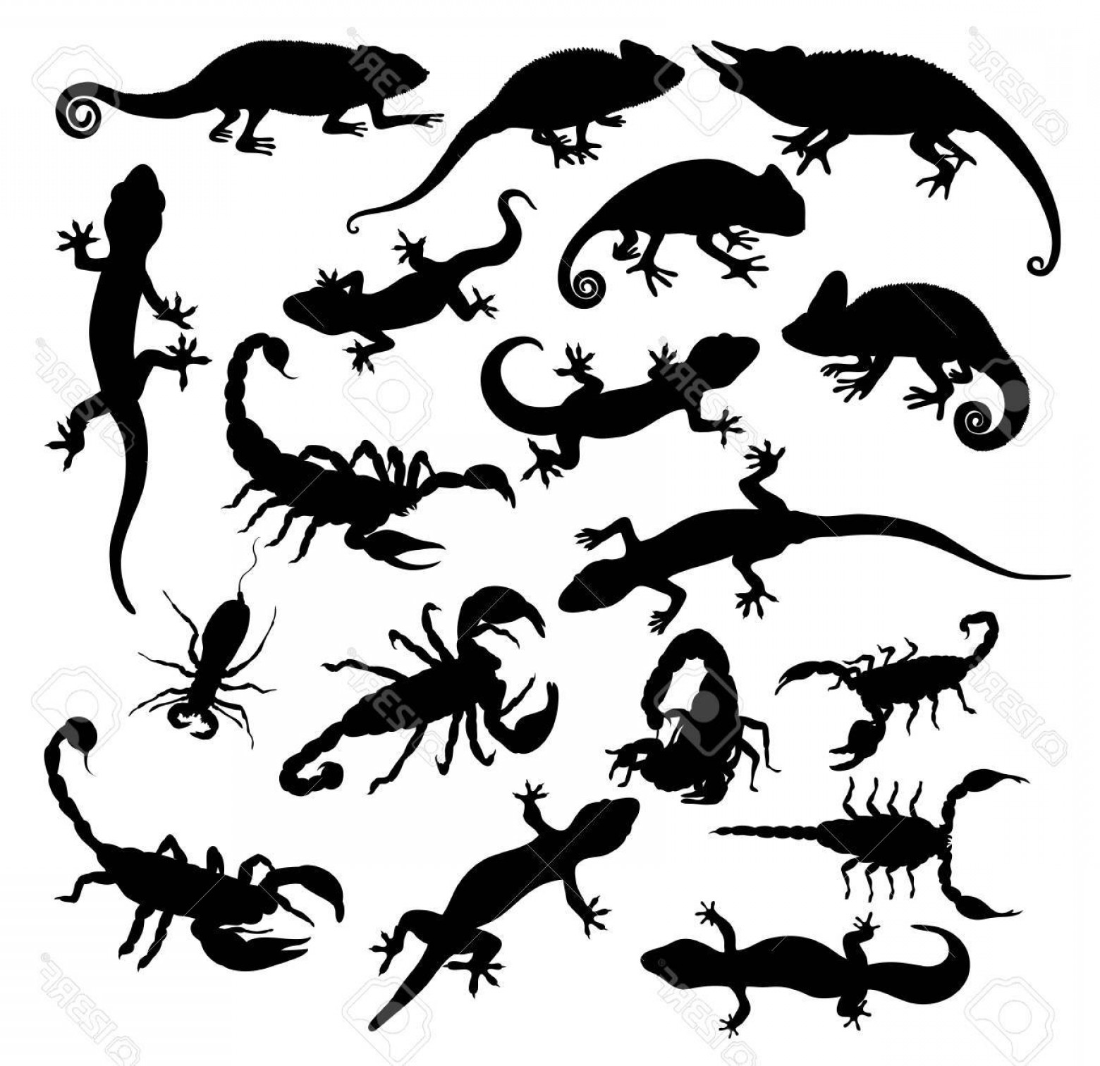 1560x1512 Lizard Vector Art Catchsplace