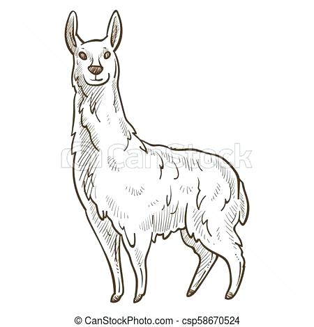 450x470 Drawing Of A Llama