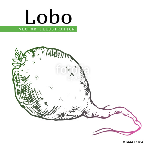 500x500 Lobo Stock Image And Royalty Free Vector