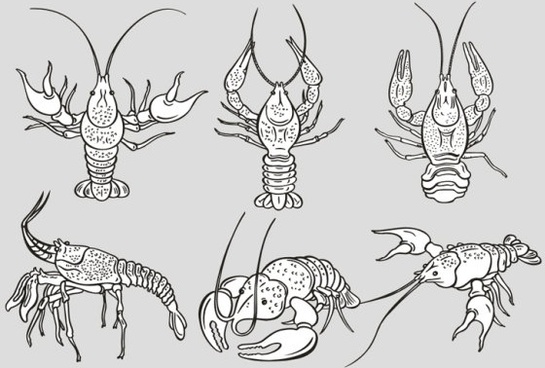 545x368 Lobster Vector Free Vector Download