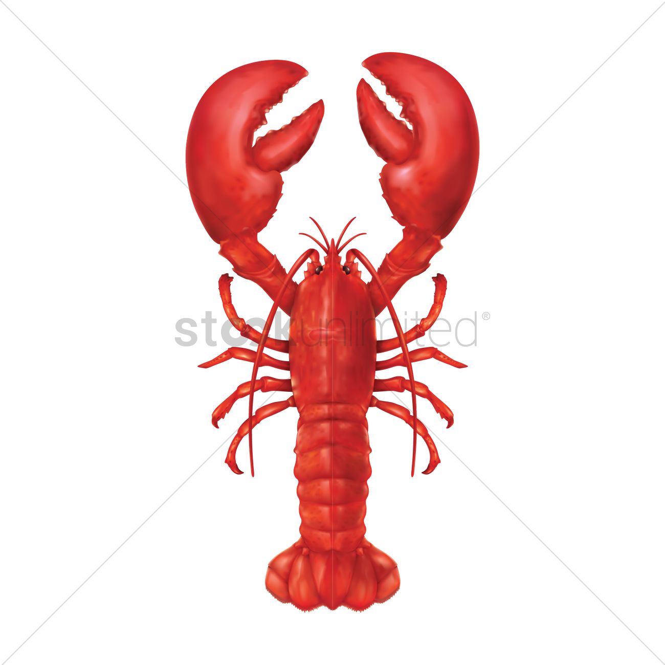 1300x1300 Lobster Vector Image