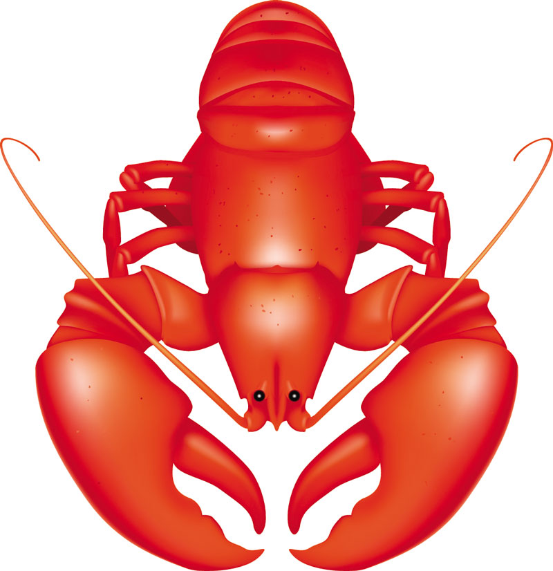 800x826 Lobster Vector Vector Graphics Blog