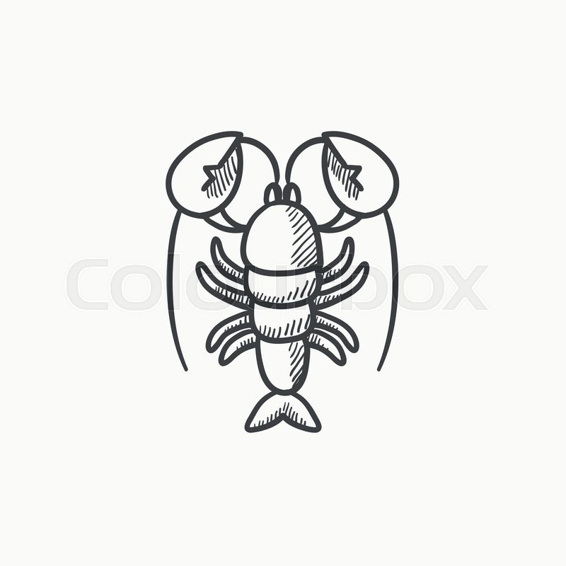 800x800 Lobster Vector Sketch Icon Isolated On Stock Vector Colourbox