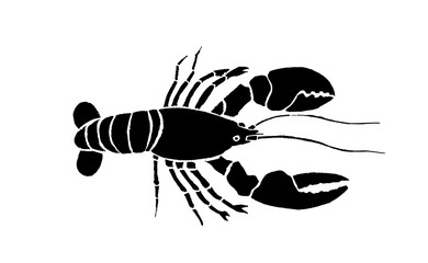 390x240 Search Photos Lobster Vector