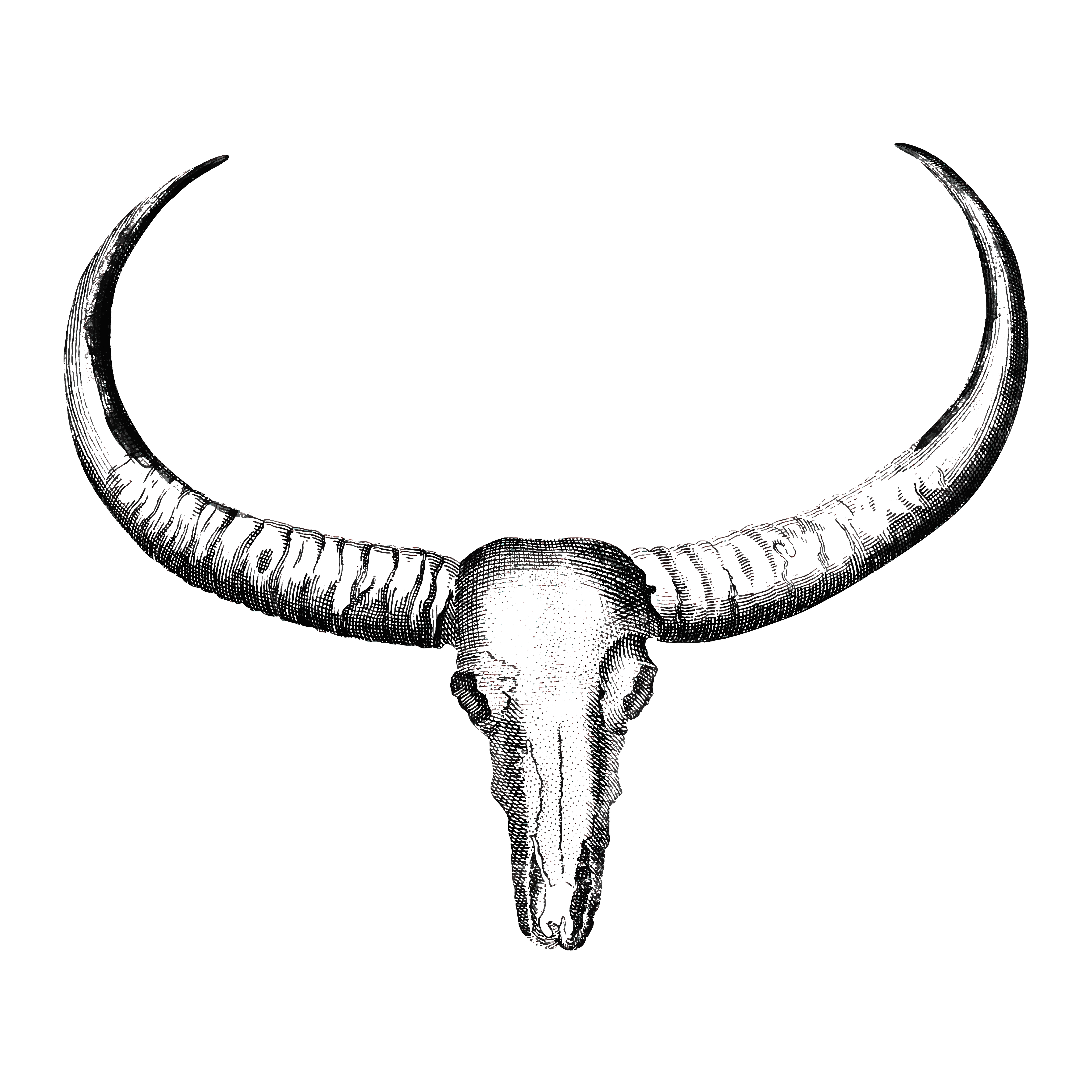 4675x4675 Longhorn Bull Free Vector Art