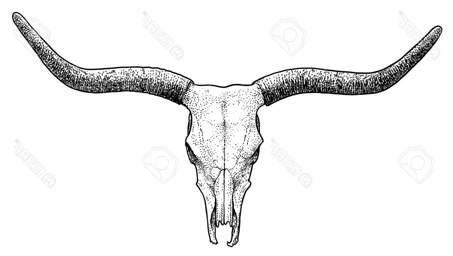 Longhorn Skull Vector at Vectorified.com | Collection of Longhorn Skull