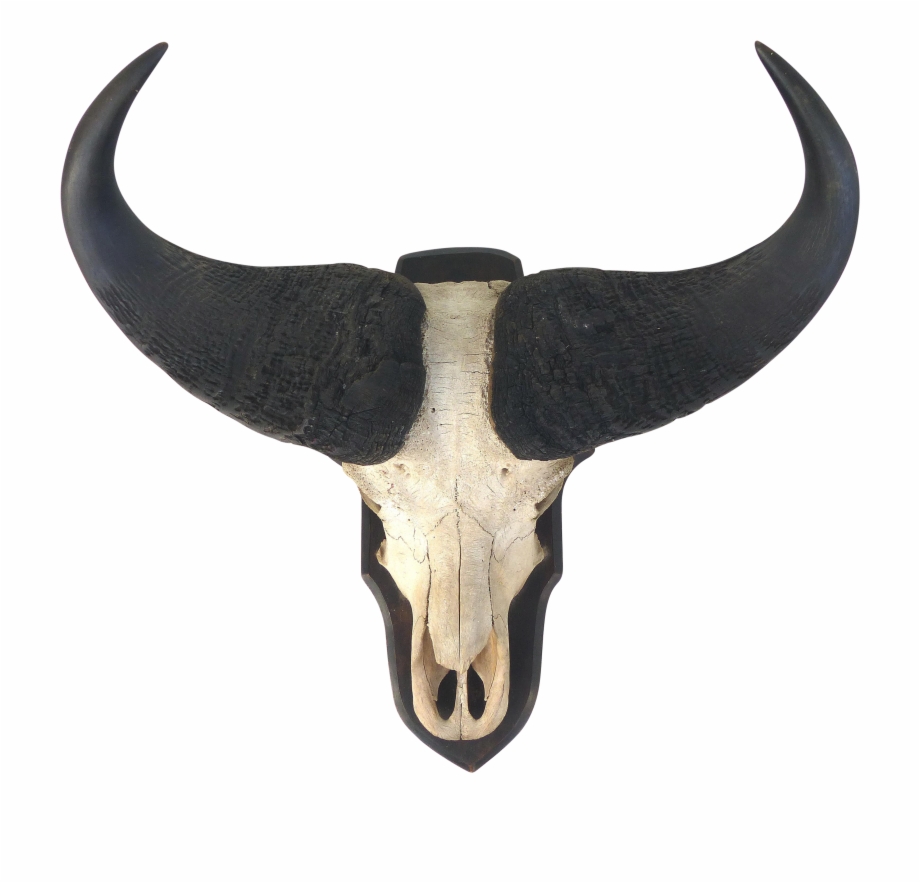 920x883 Vector Skulls Longhorn