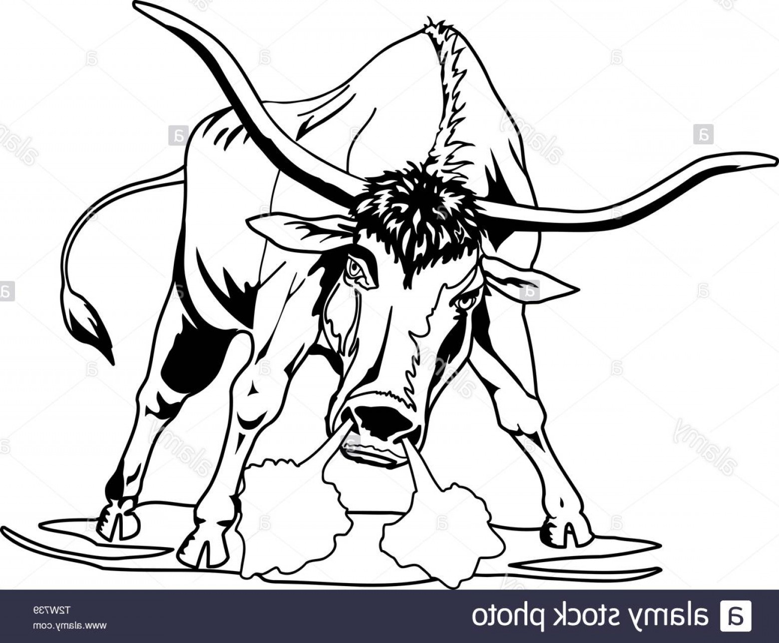 1560x1287 Longhorn Vector Catchsplace