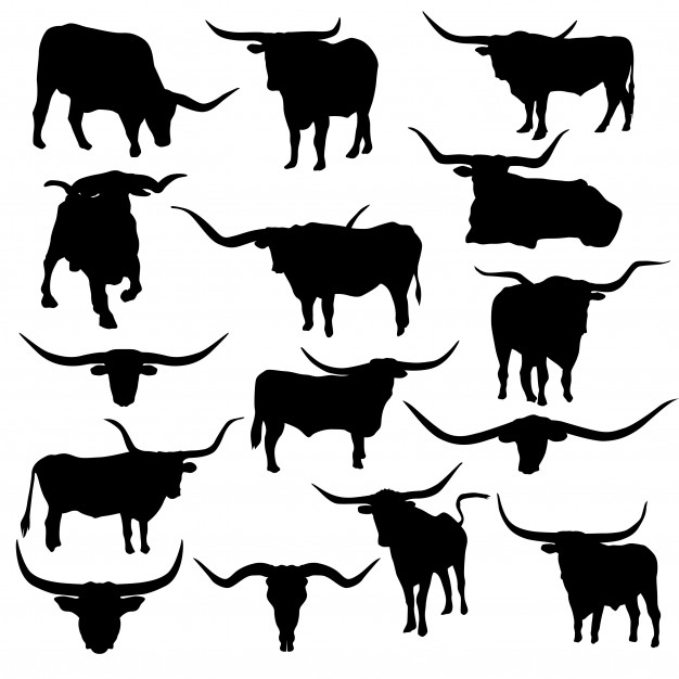 626x626 Longhorn Vector Vectors, Photos And Free Download