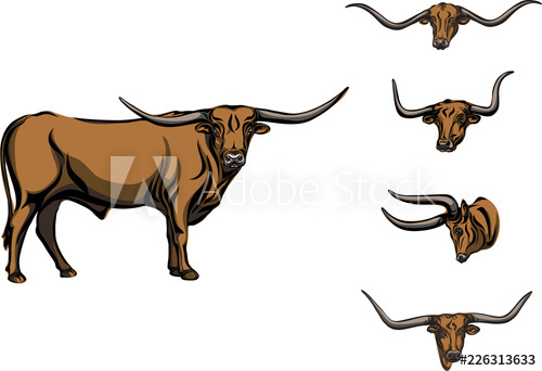 500x342 Buffalo, Bull, Head, Horns, Vector, Picture, Longhorn, Color
