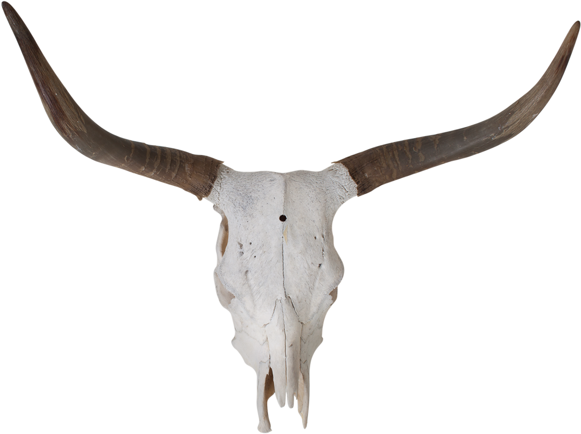 1174x876 Download Hd Longhorn Vector Skull