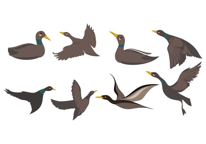 700x490 Free Loon Or Divers Bird Vector