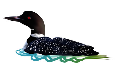 384x240 Loon Vector Photos, Royalty Free Images, Graphics, Vectors
